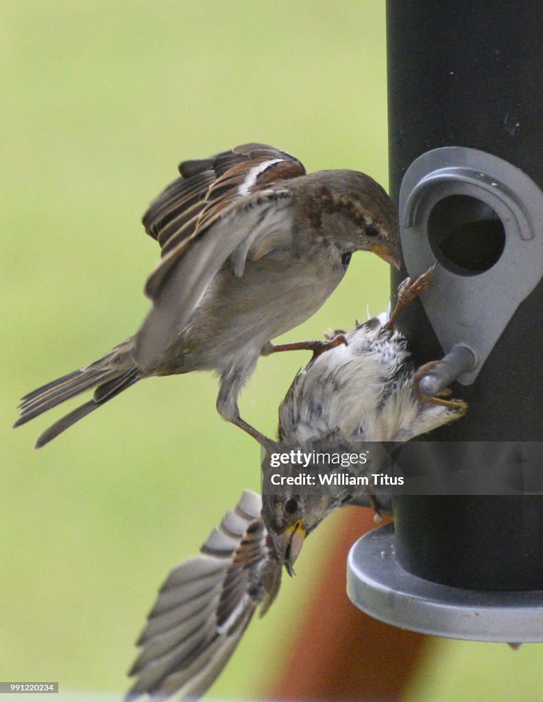 Aviary Competition