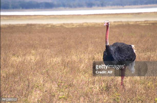 ostrich male in the ngorongoro crater, arusha, tanzania - pena de avestruz - fotografias e filmes do acervo