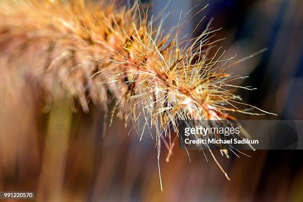 macro in summer: fountain grass 1 - fountain grass stock pictures, royalty-free photos & images