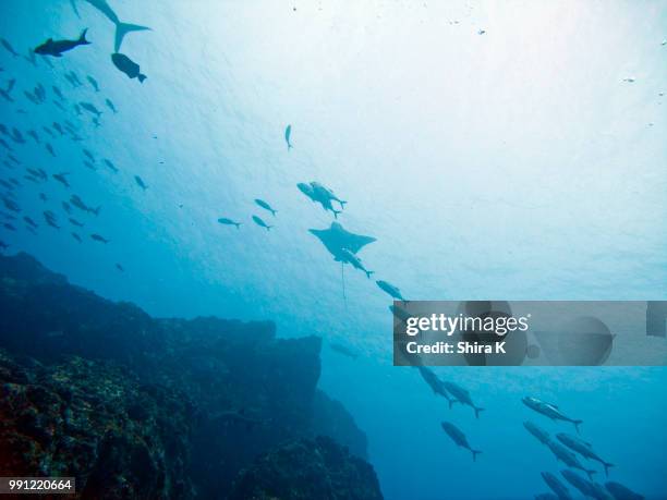 sunlight eagle ray below cocos island - cocos island costa rica fotografías e imágenes de stock