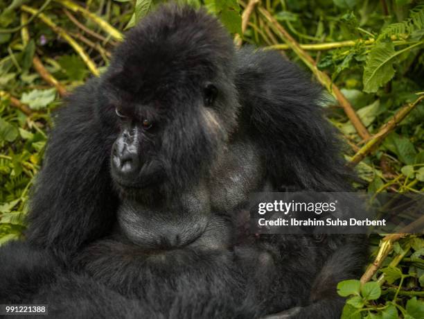 mountain gorilla is breastfeeding an infant gorilla. - ruhengeri stock pictures, royalty-free photos & images