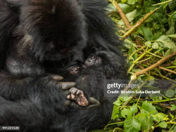 mountain gorilla is breastfeeding an infant gorilla. - ruhengeri foto e immagini stock