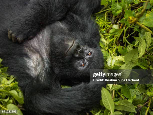 mountain gorilla is lying down and scratching its chest. - ruhengeri foto e immagini stock