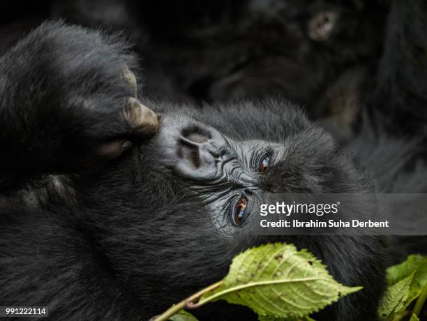 mountain gorilla is lying down and is thinking. - ruhengeri foto e immagini stock