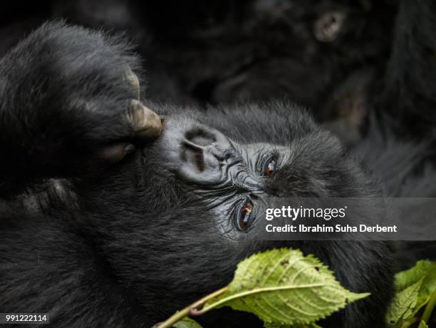 mountain gorilla is lying down and is thinking. - ruhengeri stock pictures, royalty-free photos & images