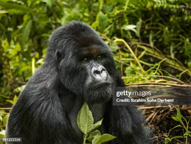 a mountain gorilla is sitting and observing. - ruhengeri foto e immagini stock