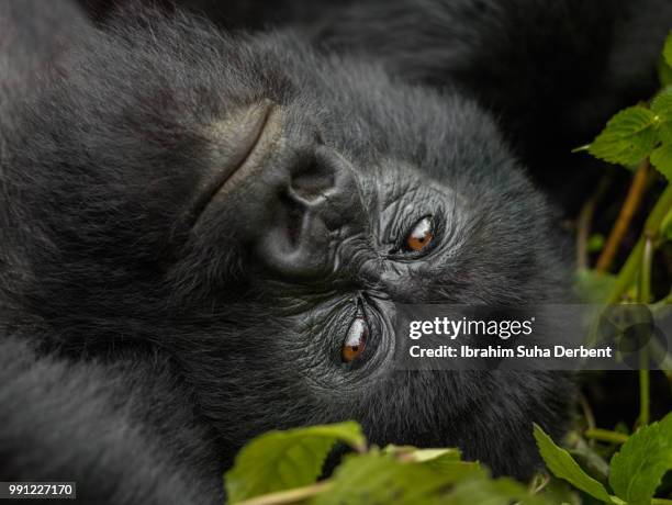 mountain gorilla is lying down and resting on the ground. - ruhengeri stock pictures, royalty-free photos & images