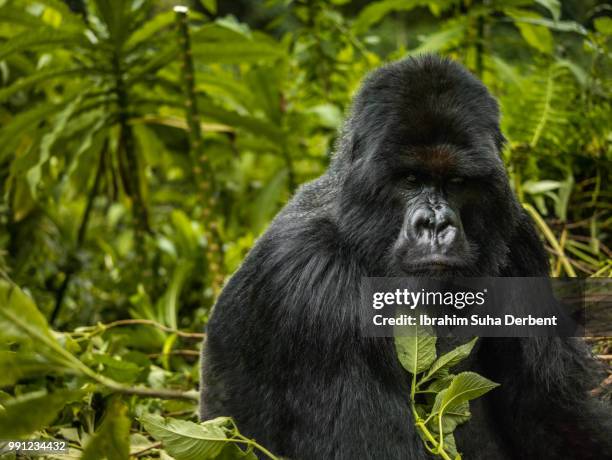 a mountain gorilla is sitting. - ruhengeri foto e immagini stock