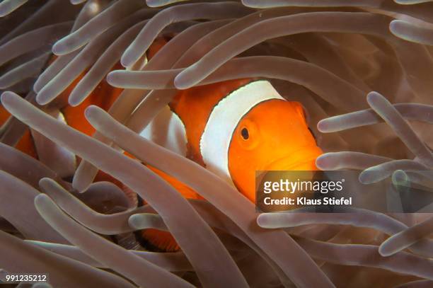 anemonefish - stiefel photos et images de collection