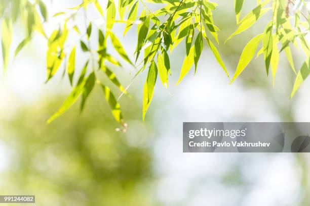 green leaves for background - folha de bambu - fotografias e filmes do acervo