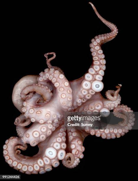 octopus - tentacle stock pictures, royalty-free photos & images