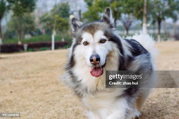 alaskan malamute's family - alaskan malamute stockfoto's en -beelden