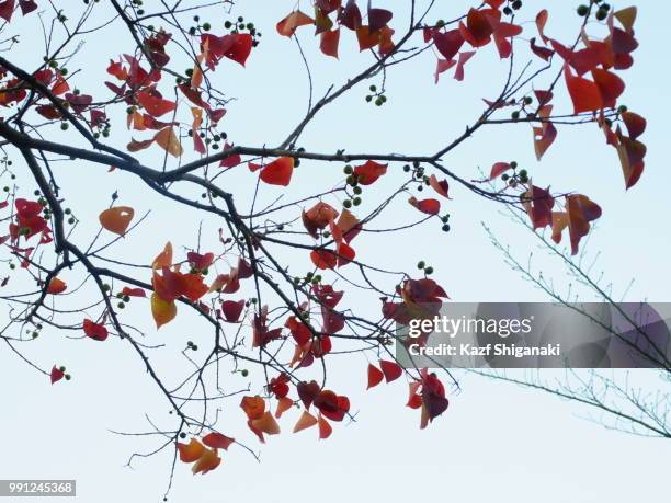 leaves and wax nuts in autumn i - wax fruit stock pictures, royalty-free photos & images