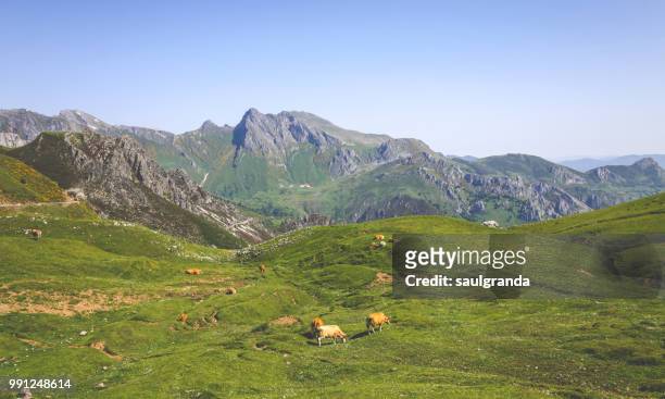 cattle grazing in cantabrian mountain range - asturien stock-fotos und bilder