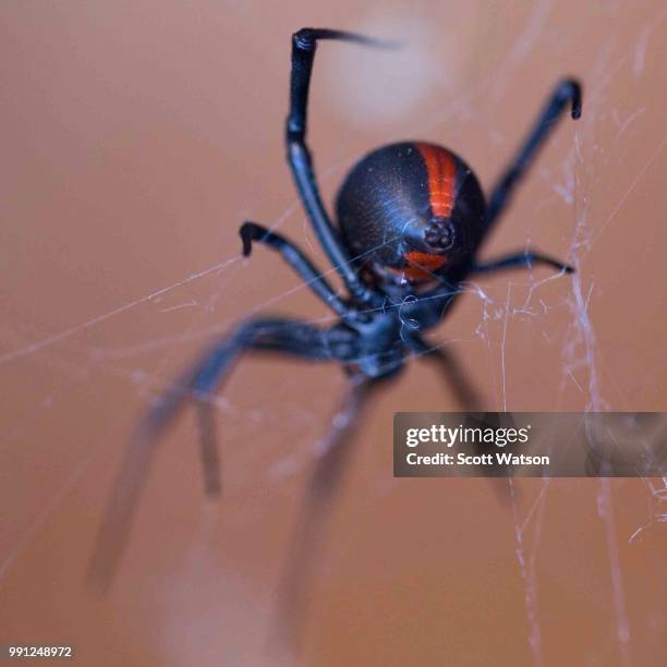 413 Redback Stock Photos, High-Res Pictures, and Images - Getty Images