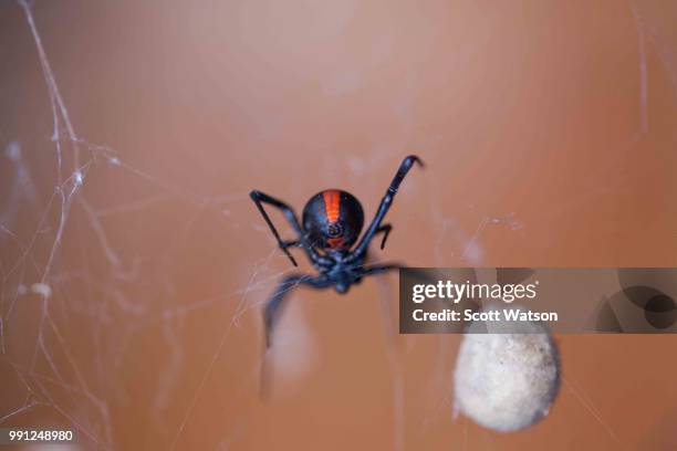 redback spider with eggs - redback spider stock pictures, royalty-free photos & images