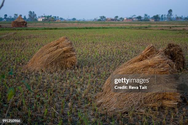 nepali rice fields after the harvest - tait foto e immagini stock