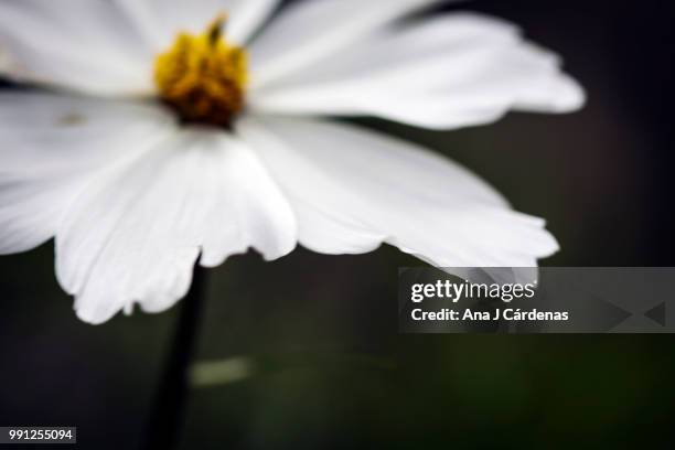 por el viento - viento stockfoto's en -beelden