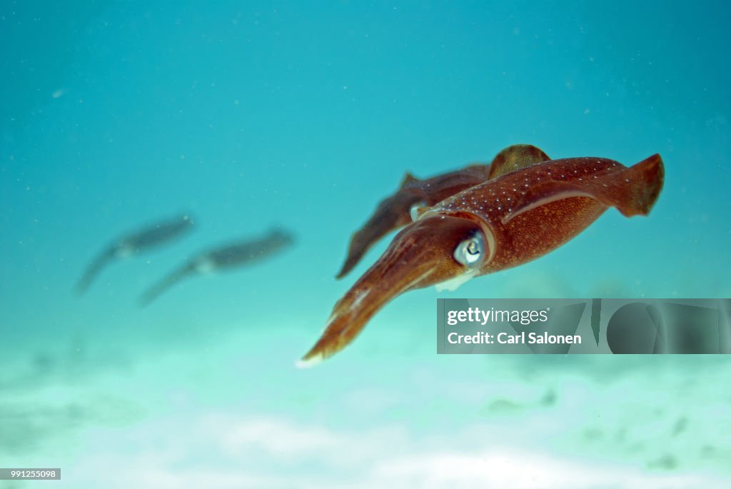 Squid squadron
