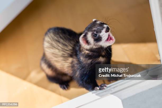happy ferret - mustela putorius furo stock pictures, royalty-free photos & images