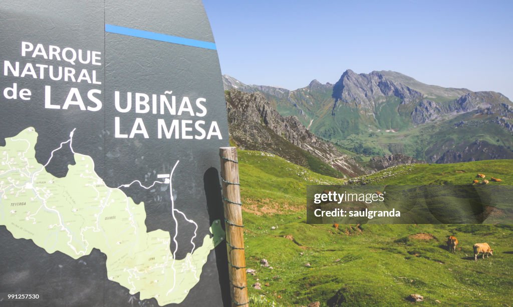 Cattle grazing in Natural Park, Cantabrian Mountain Range, Asturias, Spain.