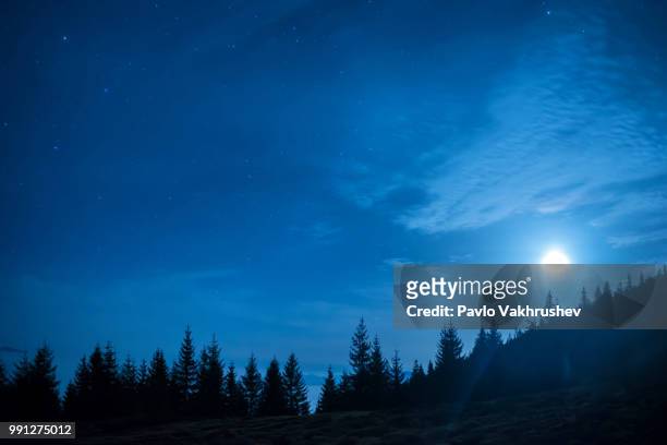 forest of pine trees under moon and blue dark night sky - blue moon stock pictures, royalty-free photos & images