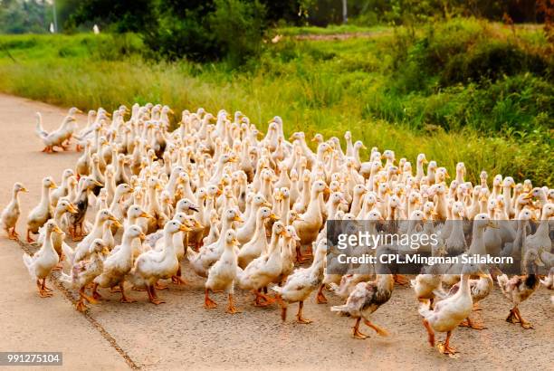family of ducks walking a straight line - free range ducks stock pictures, royalty-free photos & images