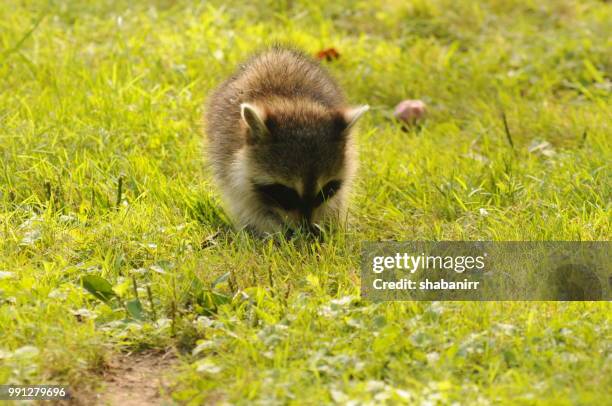 3 Baby Racoons 3 Raccoons Photos and Premium High Res Pictures - Getty Images