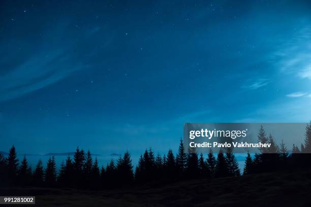 forest of pine trees under moon and blue dark night sky - blue moon stock pictures, royalty-free photos & images