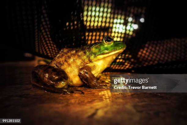 hello my baby - american bullfrog stock pictures, royalty-free photos & images