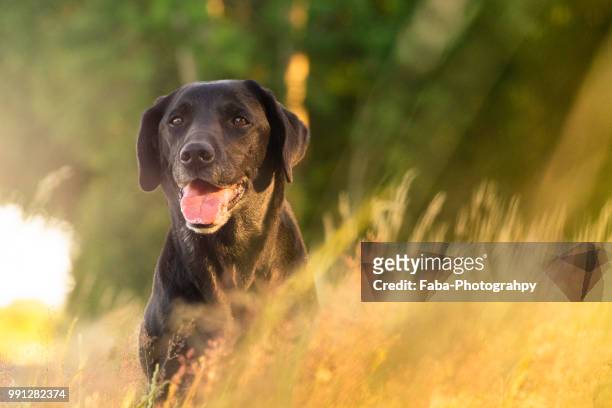 happy dog (black labrador) - black labrador 個照片及圖片檔