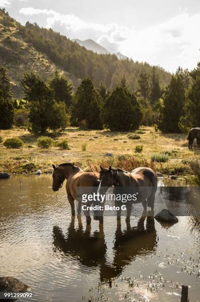 caballos en el agua - caballos stockfoto's en -beelden