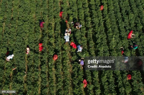 Farmers pick up jalapeno peppers at a field to send jalapenos to a processing plant that is found in Menemen district of in Izmir, Turkey on July 03,...