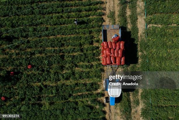 Farmers pick up jalapeno peppers at a field to send jalapenos to a processing plant that is found in Menemen district of in Izmir, Turkey on July 03,...