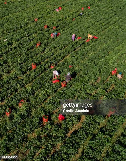 Farmers pick up jalapeno peppers at a field to send jalapenos to a processing plant that is found in Menemen district of in Izmir, Turkey on July 03,...