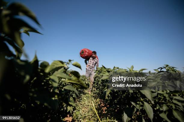 Farmer carries a sack of jalapeno peppers at a field to send jalapenos to a processing plant that is found in Menemen district of in Izmir, Turkey on...