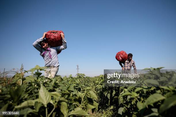 Farmers carry sacks of jalapeno peppers at a field to send jalapenos to a processing plant that is found in Menemen district of in Izmir, Turkey on...