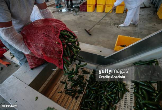 Plant workers put jalapeno peppers on a machine to start their washout process at a processing plant that is found in Menemen district of in Izmir,...