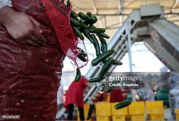 Plant workers put jalapeno peppers on a machine to start their washout process at a processing plant that is found in Menemen district of in Izmir,...