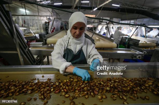 Plant workers put chopped jalapeno peppers on a machine to start to pickle them at a processing plant that is found in Menemen district of in Izmir,...