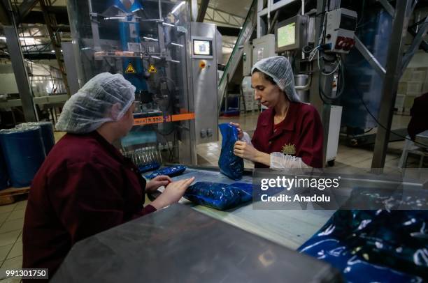 Plant workers put chopped pickle jalapeno peppers on a packing machine at a processing plant that is found in Menemen district of in Izmir, Turkey on...