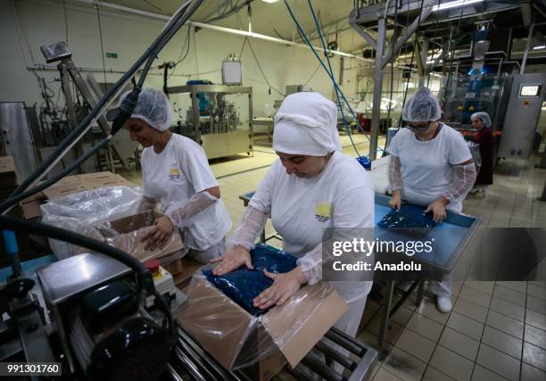 Plant workers put chopped pickle jalapeno peppers in boxes at a processing plant that is found in Menemen district of in Izmir, Turkey on July 03,...