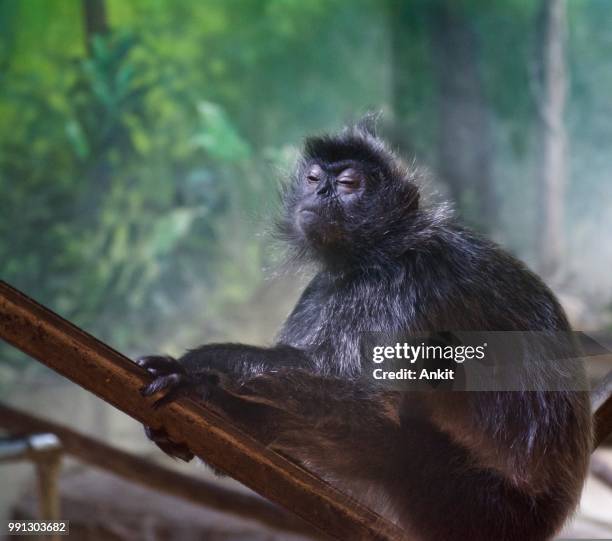 yoda monkey at the zoo - silvered leaf monkey stock-fotos und bilder