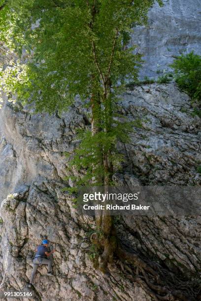 Young Slovenian climber tackles a rock face and tree at Ribcev Laz, on 19th June, in Lake Bohinj, Sovenia.