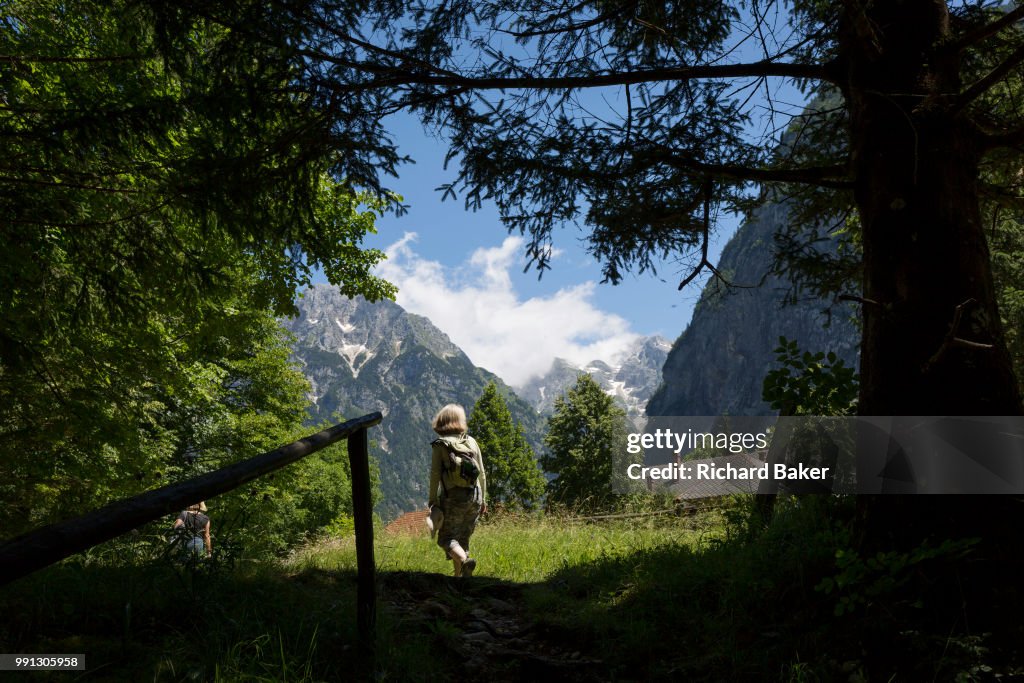 Mountain Forest Walker