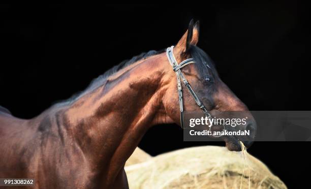 portrait of  beautiful bay breed stallion at haystack  background - vospaard stockfoto's en -beelden