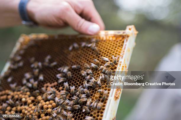 a worker inspects a frame from a bee hive for colony health - worker bee stock pictures, royalty-free photos & images