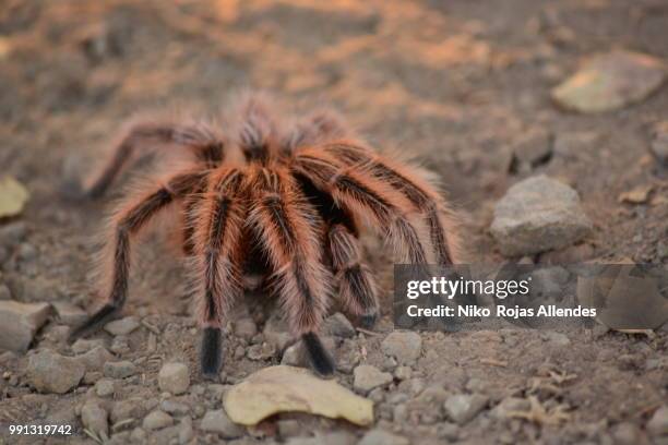 teno,chile - theraphosa blondi stock pictures, royalty-free photos & images