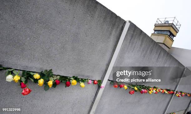 Dpatop - Teenagers put roses into the wall segments at the Berlin Wall Commemoration Site at Bernauer Strasse in Berlin, Germany, 09 November 2017....