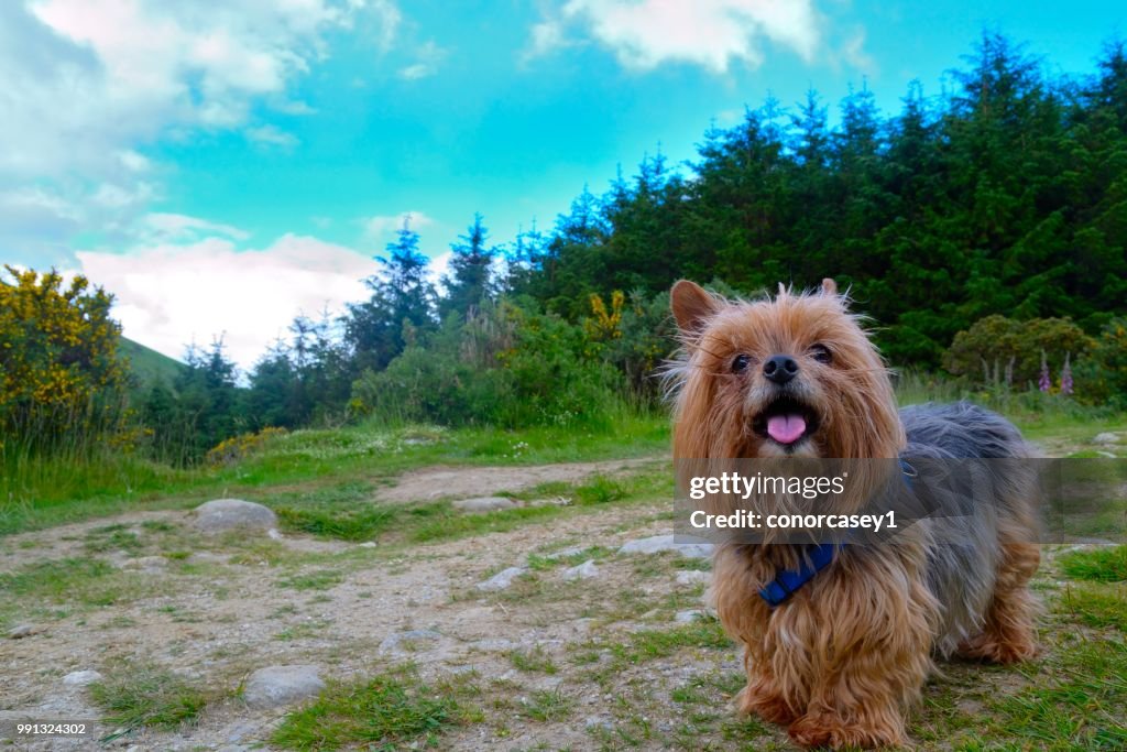 Happy dog